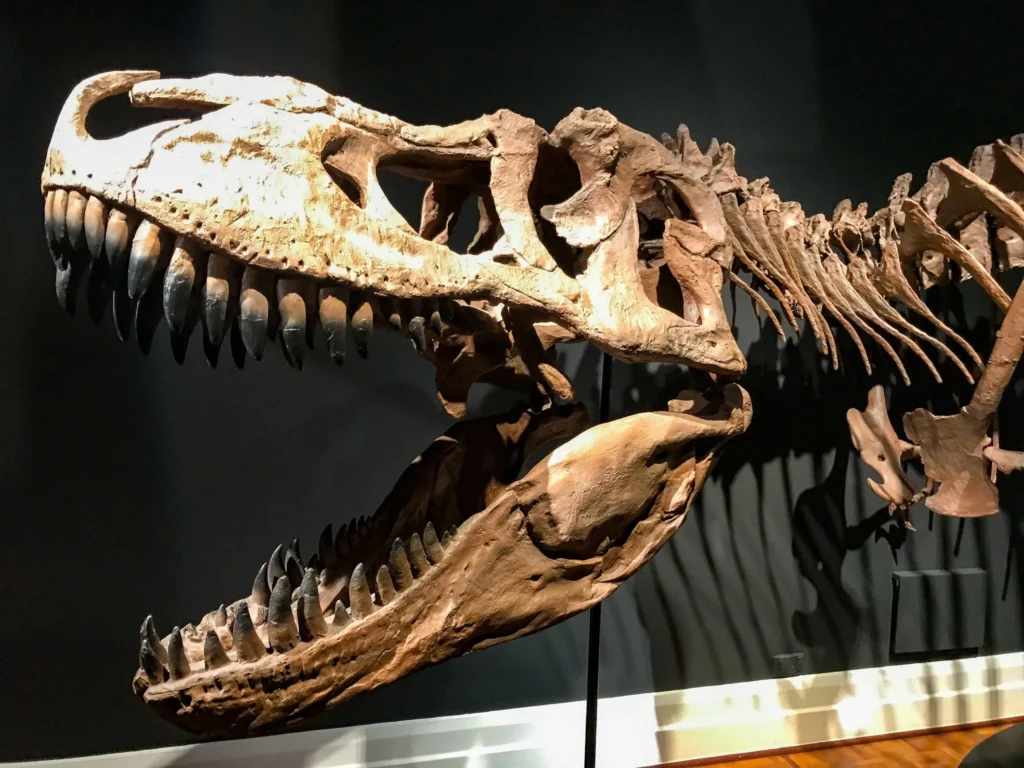 What Dinosaur Has 500 Teeth? - magazinelo